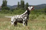 DALMATIEN 388